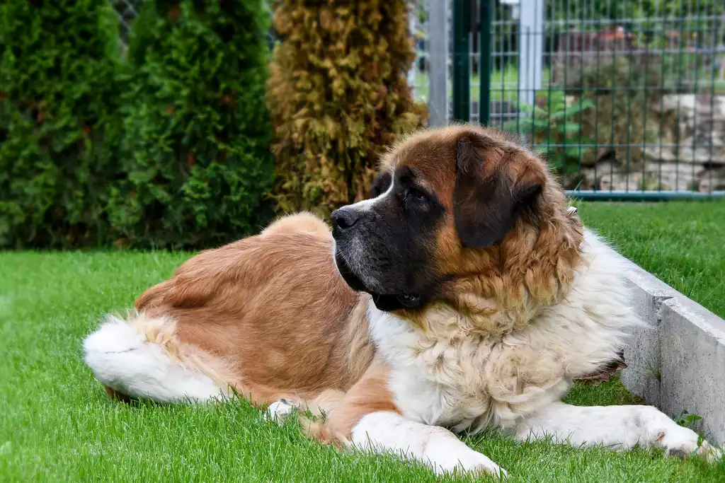 Leonberg couché dans l'herbe près d'une bordure de jardin