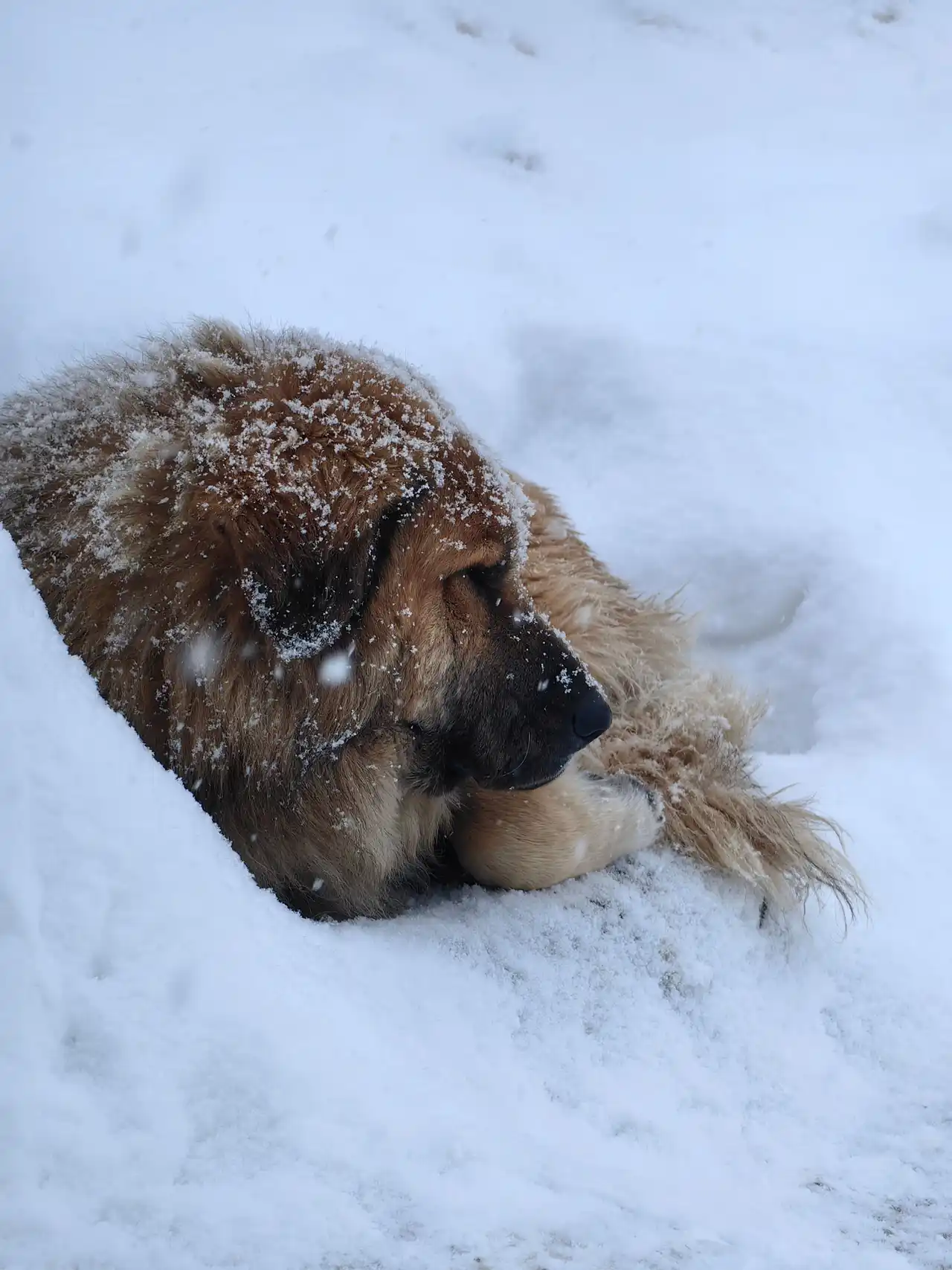 Leonberg couché dans la neige, vue de profil avec masque noir