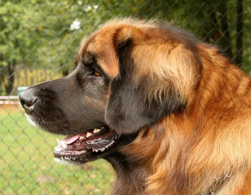 Leonberg de profil, bouche entrouverte et pelage fauve avec masque facial noir