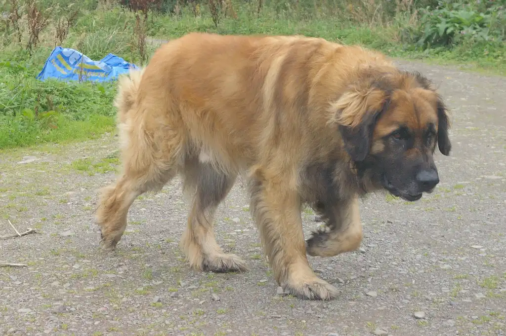 Leonberg marchant sur un chemin de gravier