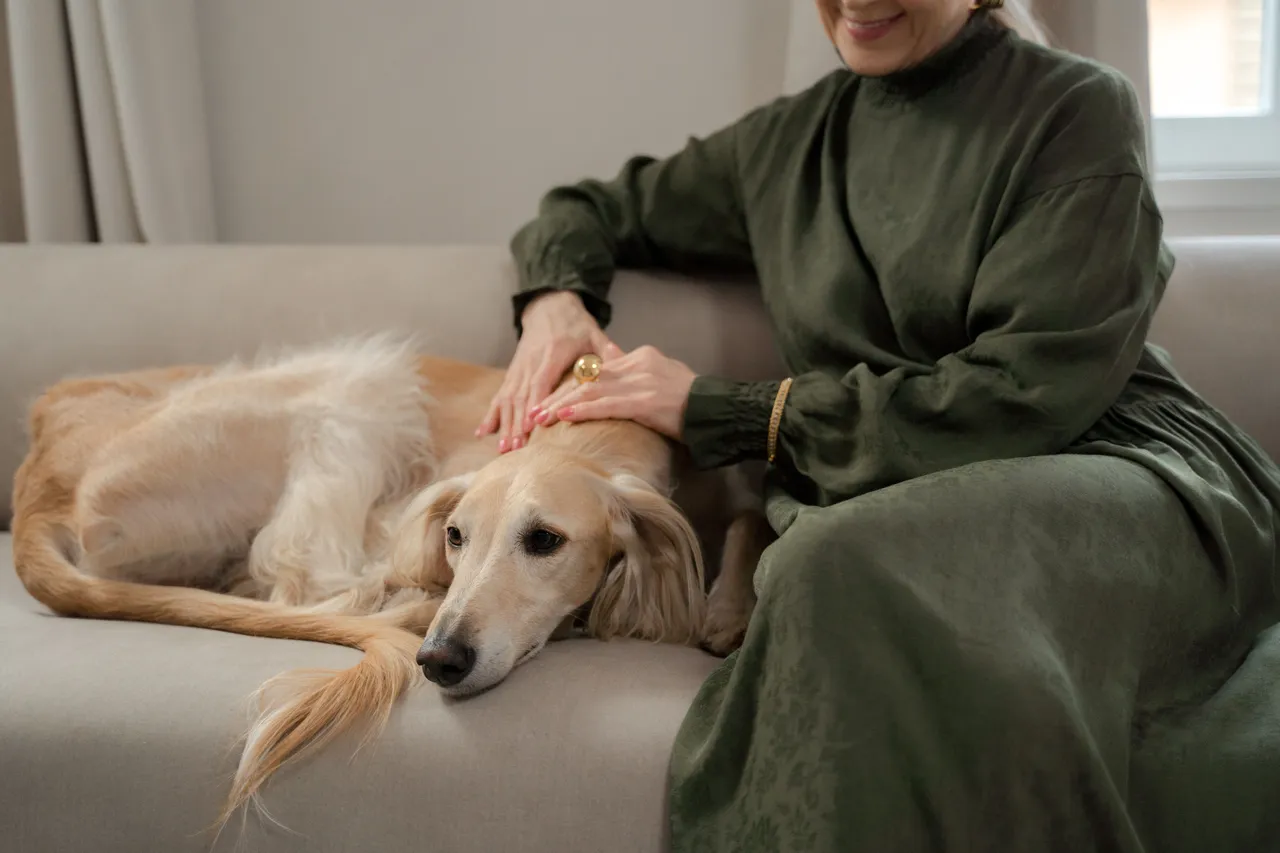 Lévrier Afghan couché sur un canapé près d'une femme caressant le chien