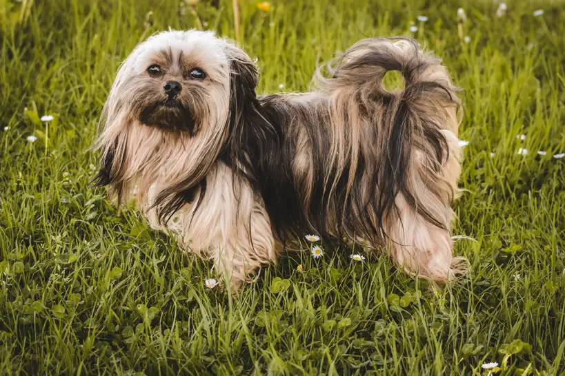 Lhassa Apso debout dans l'herbe, pelage long et queue enroulée