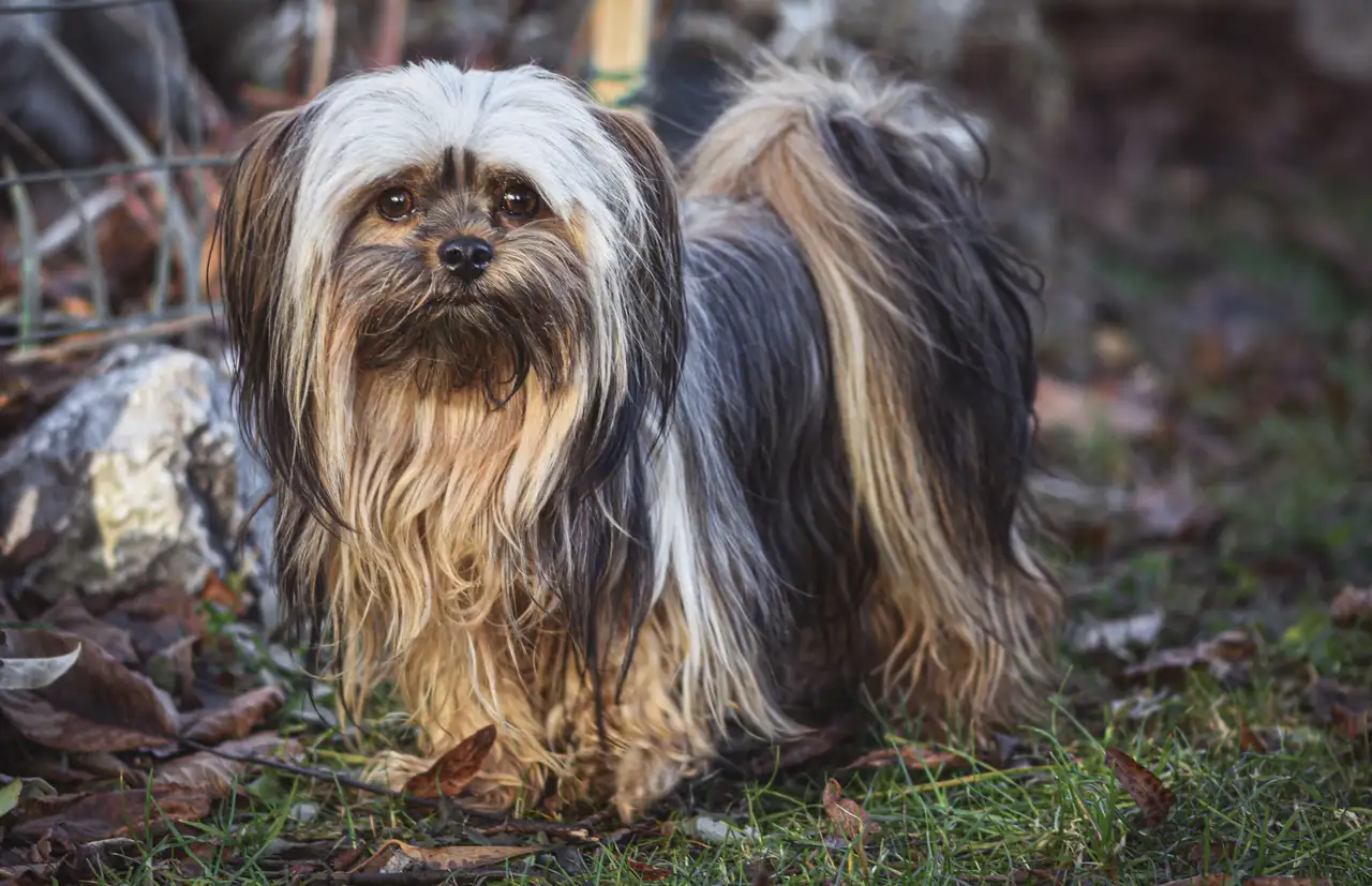 Lhassa Apso debout sur l'herbe, poil long et soyeux, masque facial foncé