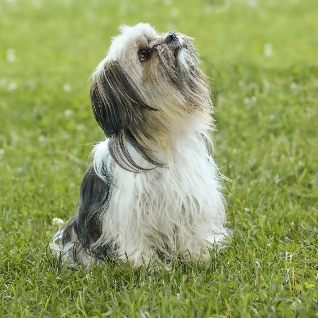 Lhassa Apso assis dans l'herbe regardant vers le haut
