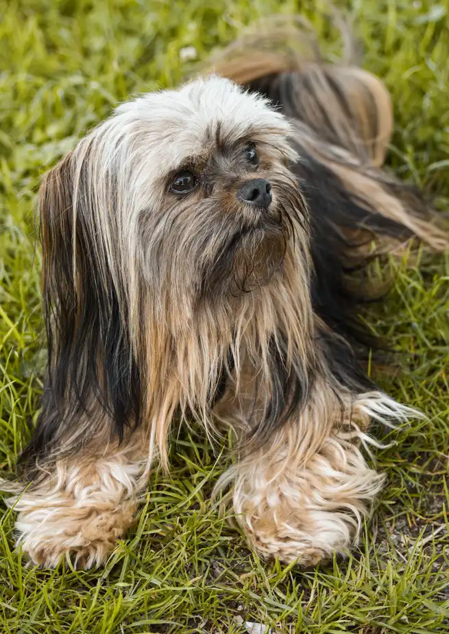 Lhassa Apso allongé dans l'herbe, pelage long tricolore