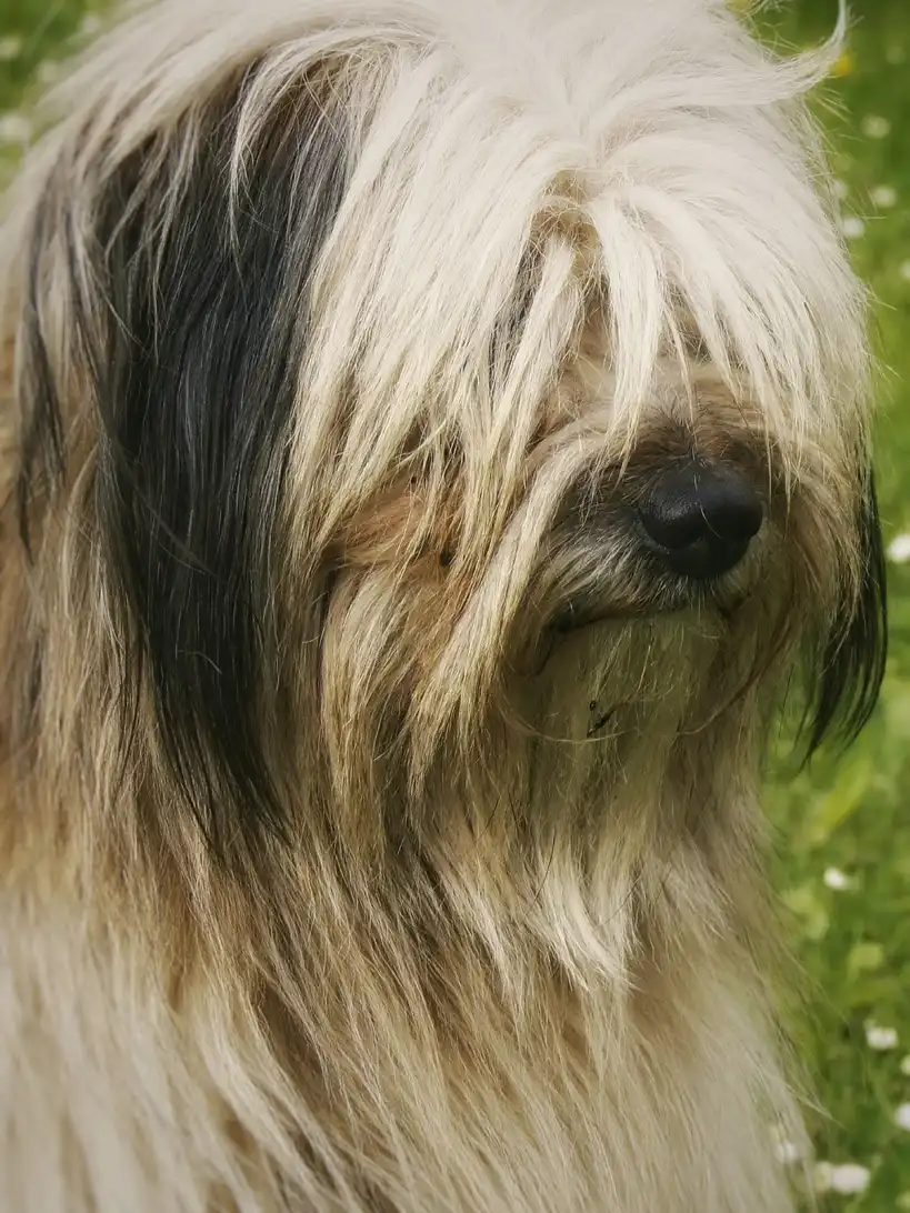 Lhassa Apso vu de face, poil long couvrant les yeux, debout dans l'herbe