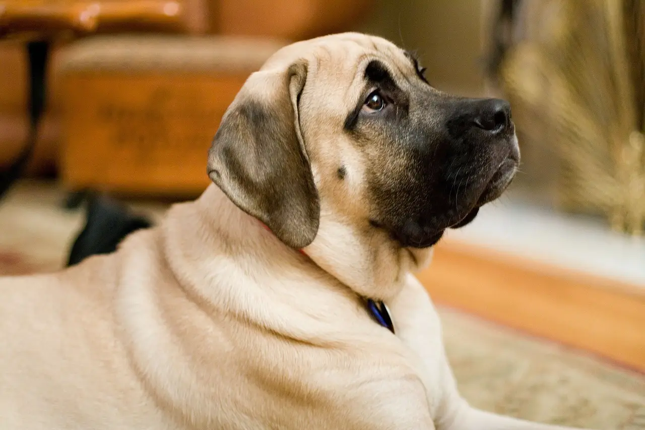Mastiff couché à l'intérieur, regardant vers la droite