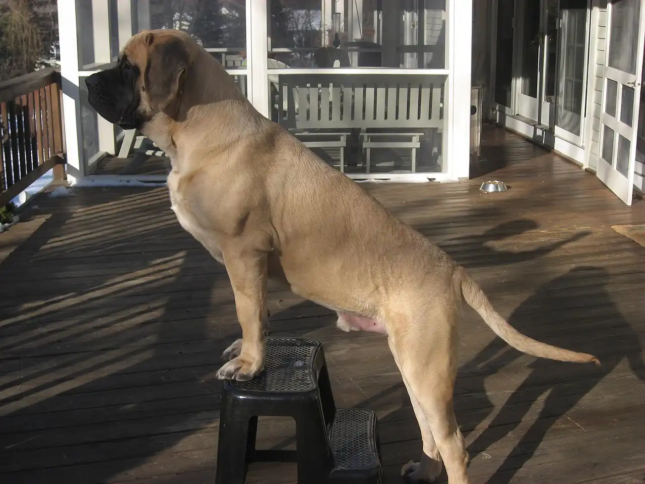 Mastiff debout, pattes avant posées sur un petit tabouret sur une terrasse en bois