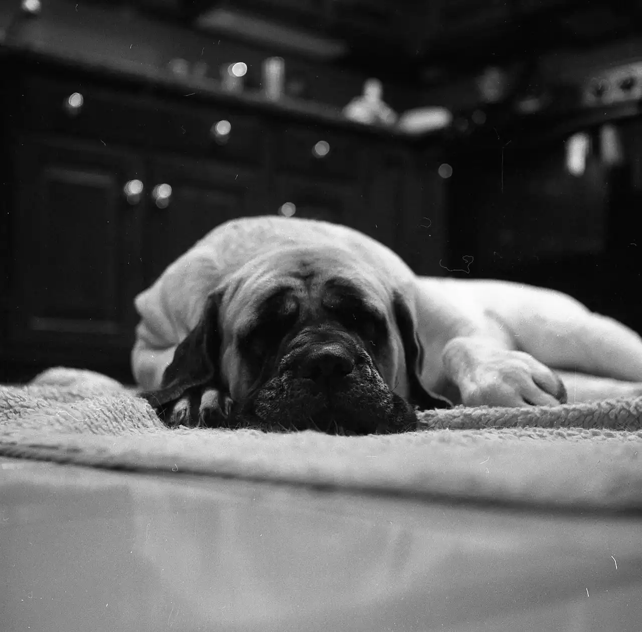 Mastiff couché la tête posée sur un tapis dans une cuisine