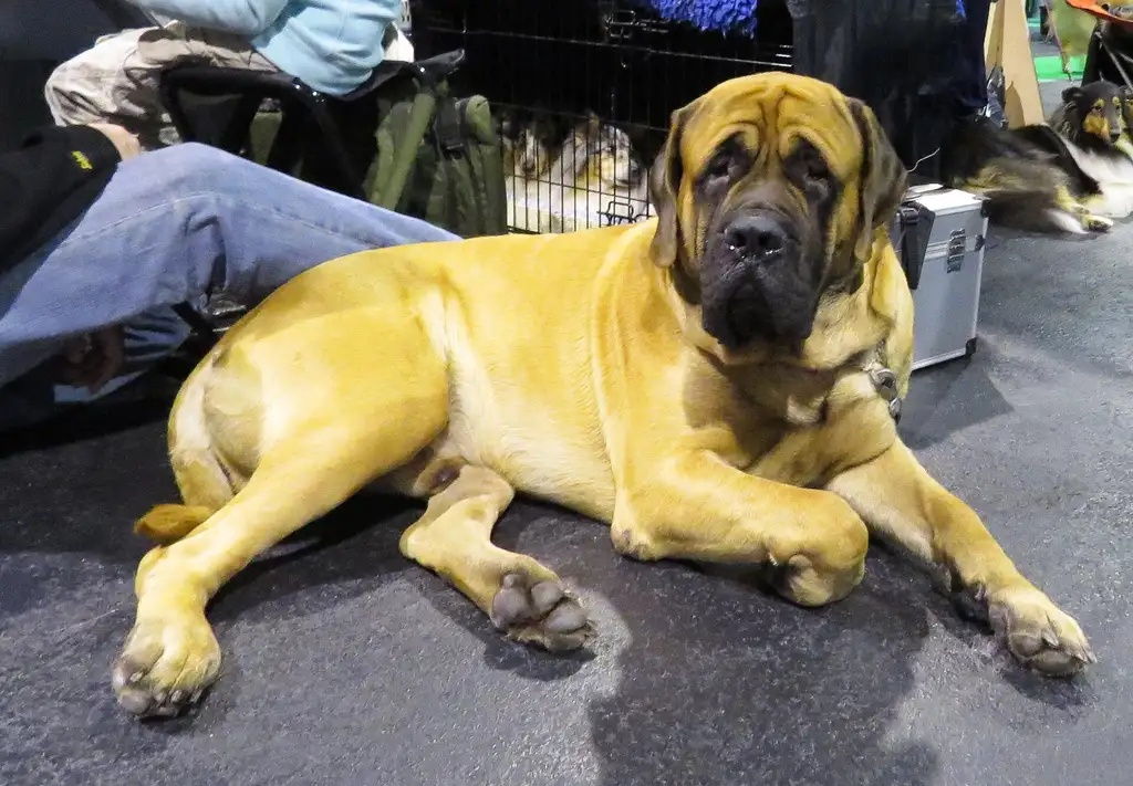 Mastiff couché sur le sol à l'intérieur lors d'une exposition canine
