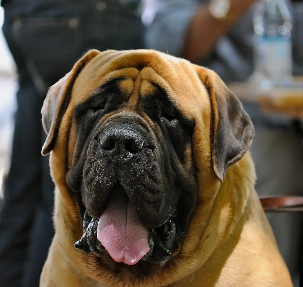 Mastiff portrait en gros plan, tête massive et langue pendante