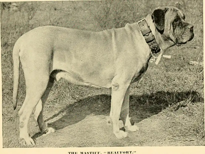 Mastiff debout de profil sur l'herbe, portant un large collier