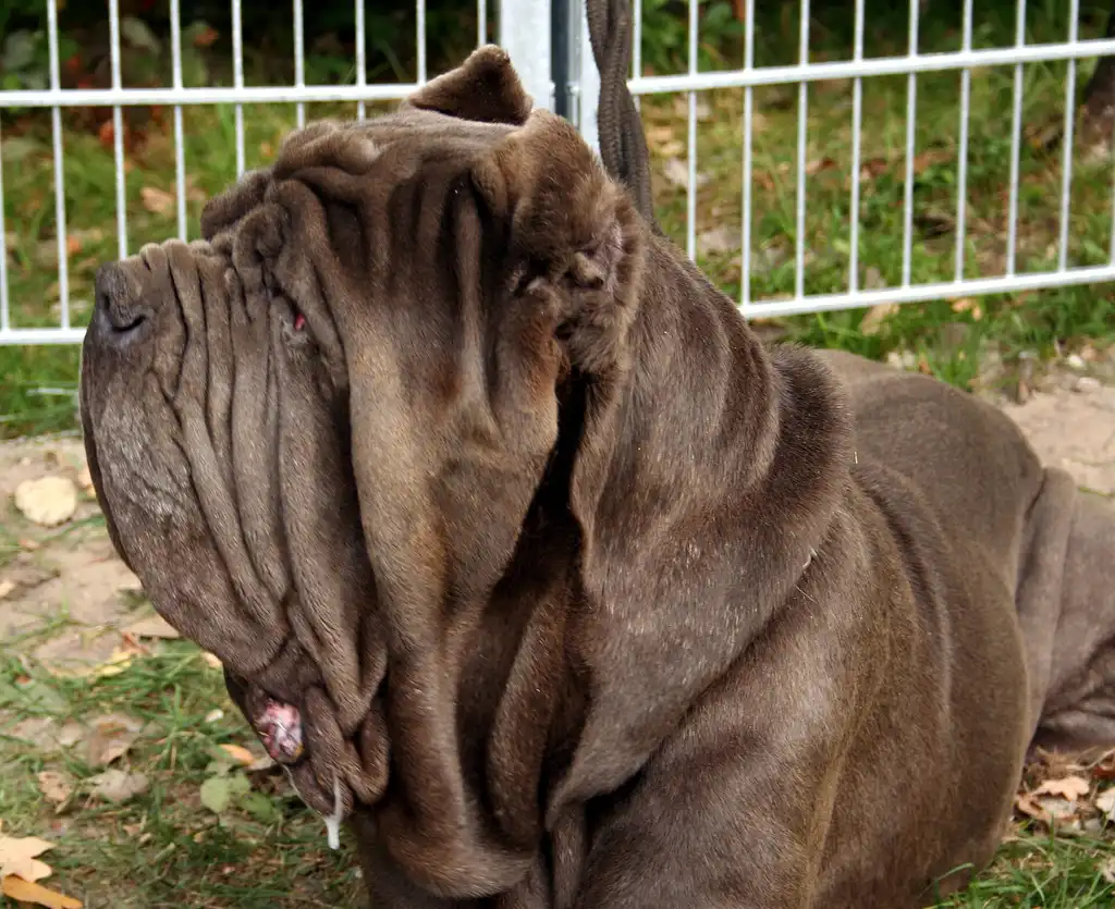 Mâtin de Naples allongé sur l'herbe, vue de profil montrant de nombreuses rides faciales