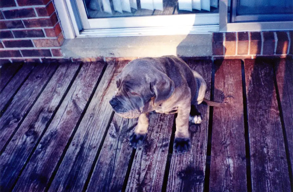 Mâtin de Naples chiot assis sur une terrasse en bois devant une porte-fenêtre