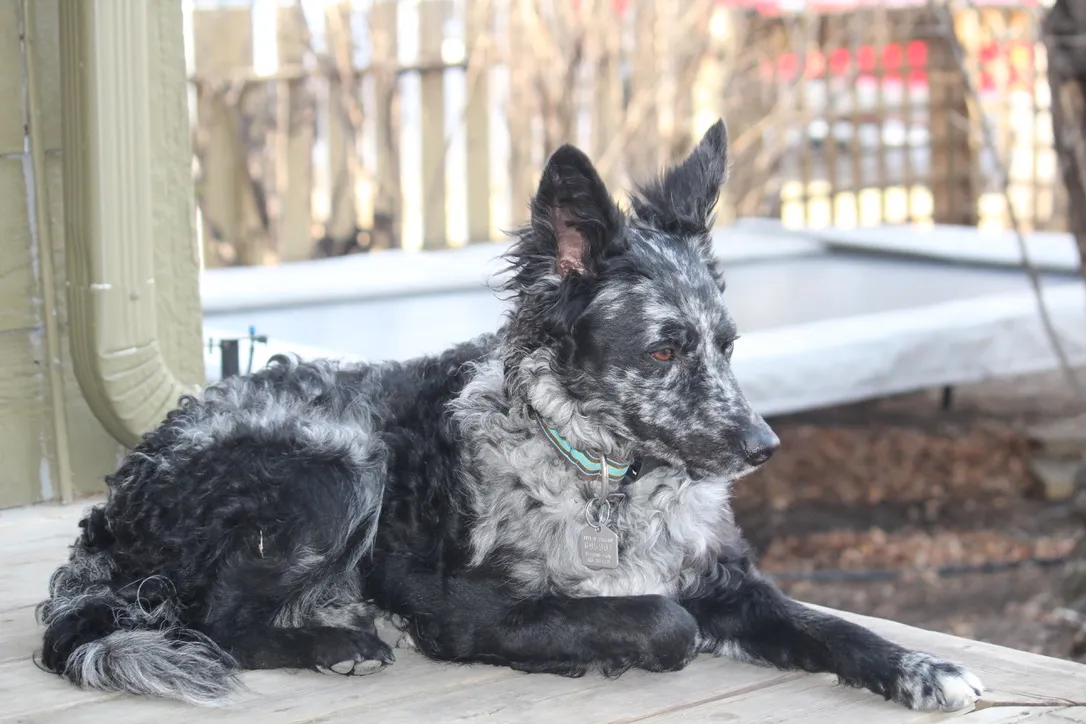 Mudi couché sur une terrasse, robe noire et grise mouchetée