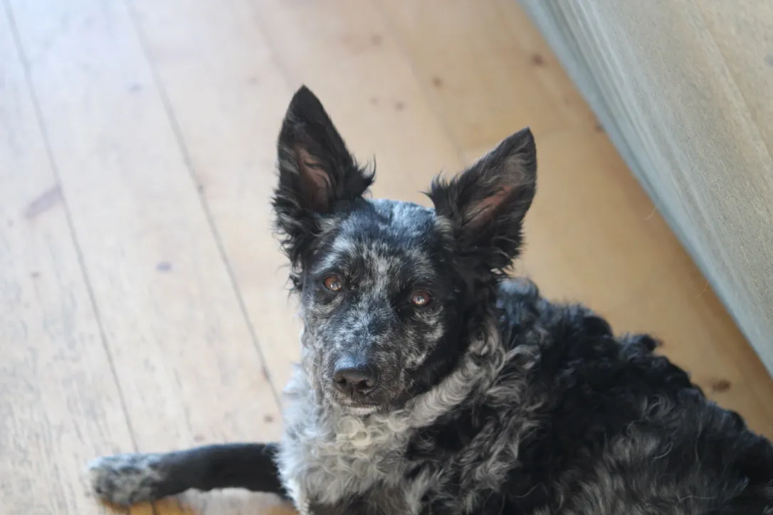 Mudi allongé sur un parquet, regardant l'appareil