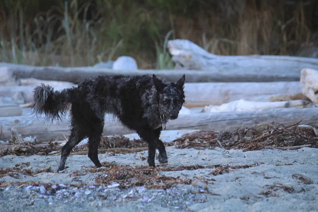 Mudi debout sur une plage, regardant vers l'avant