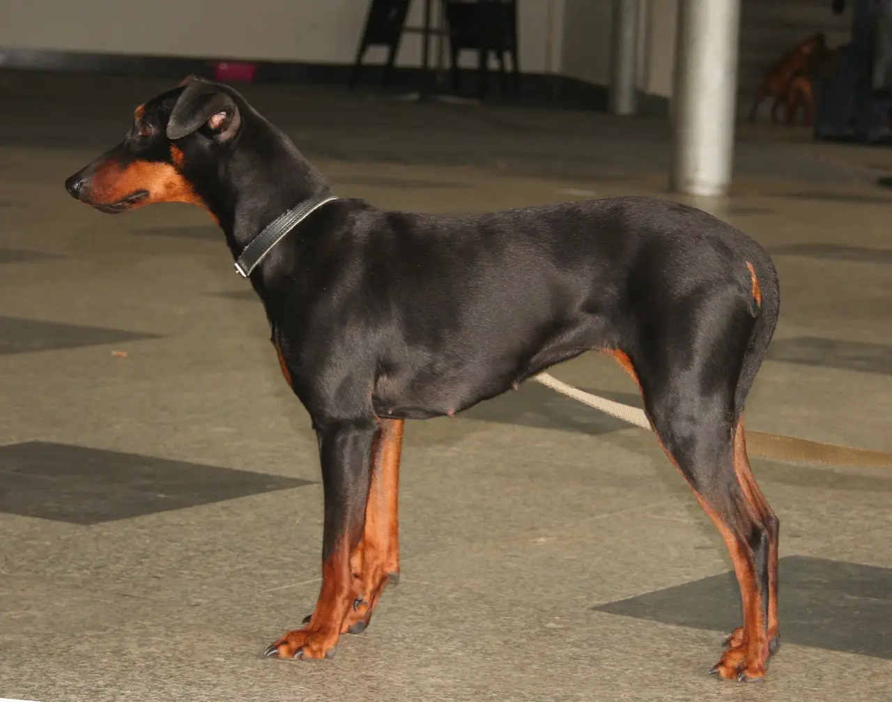 Pinscher Allemand debout de profil sur un sol intérieur