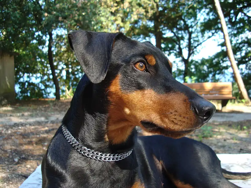 Pinscher Allemand couché dans un parc avec un collier chaîne