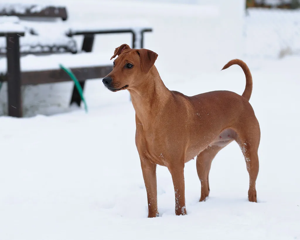 Pinscher Allemand debout dans la neige, regardant sur le côté
