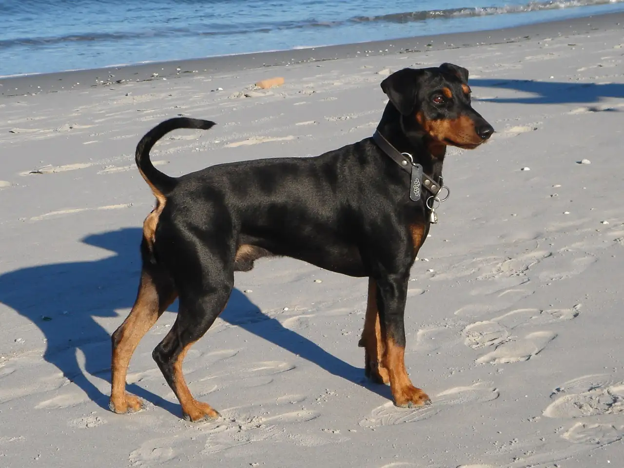 Pinscher Allemand debout sur la plage, vu de profil