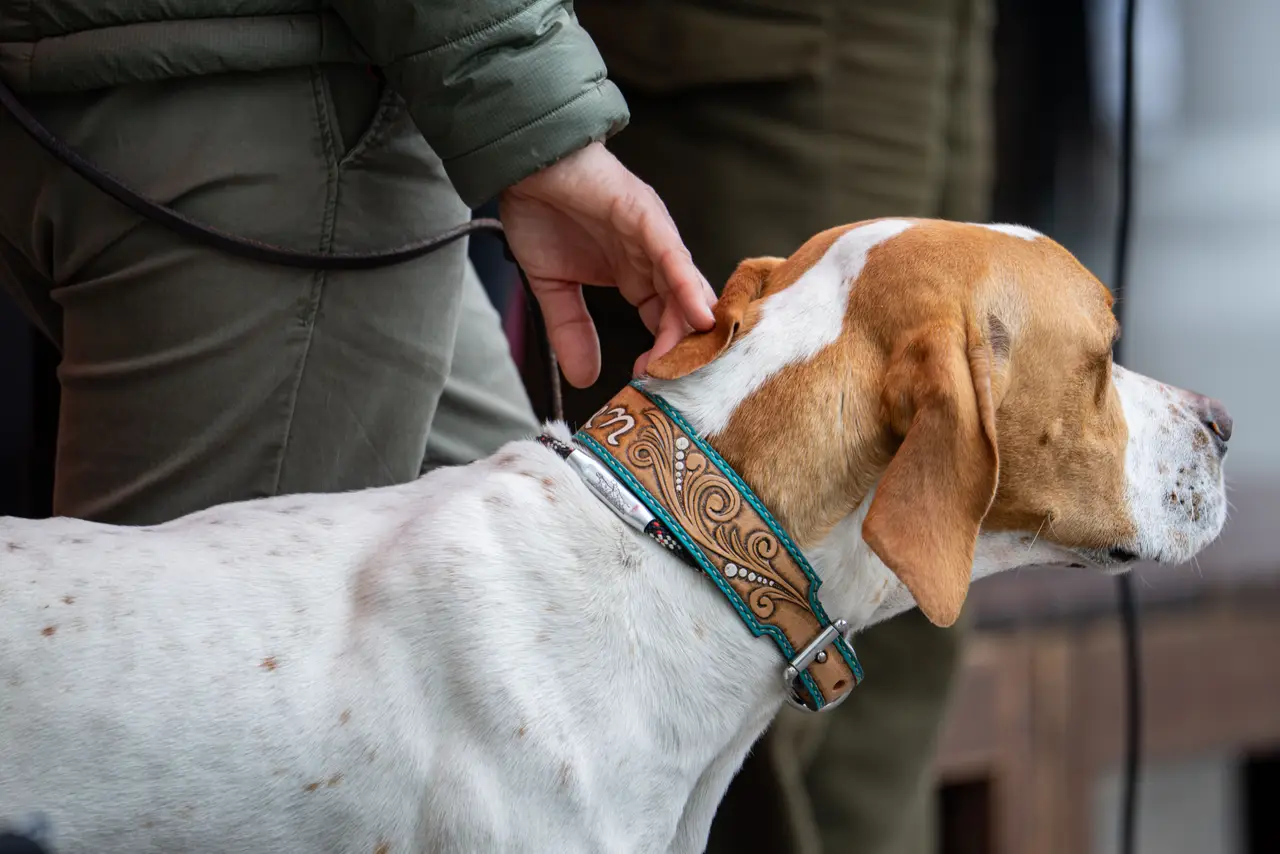 Pointer Anglais vu de profil, tenu en laisse par son conducteur