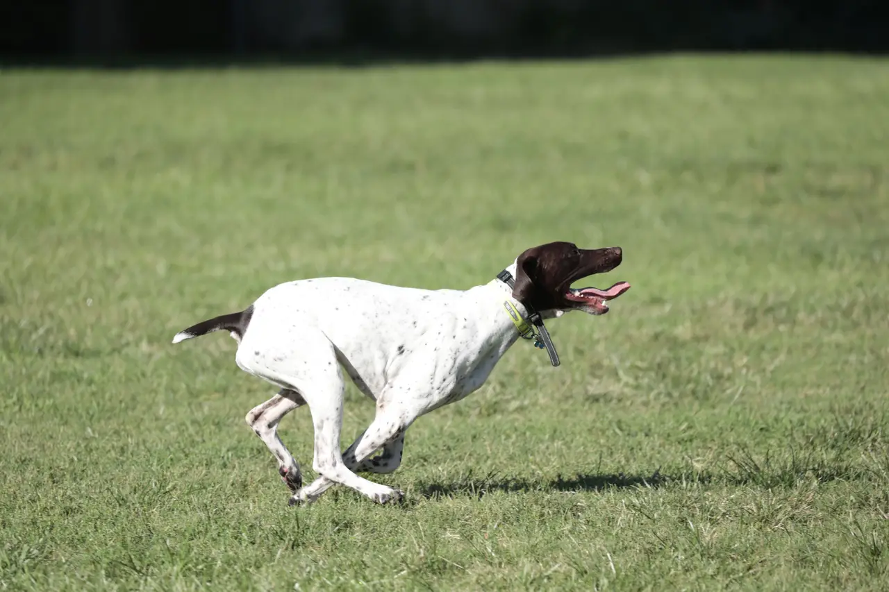Pointer Anglais courant dans l'herbe, langue sortie