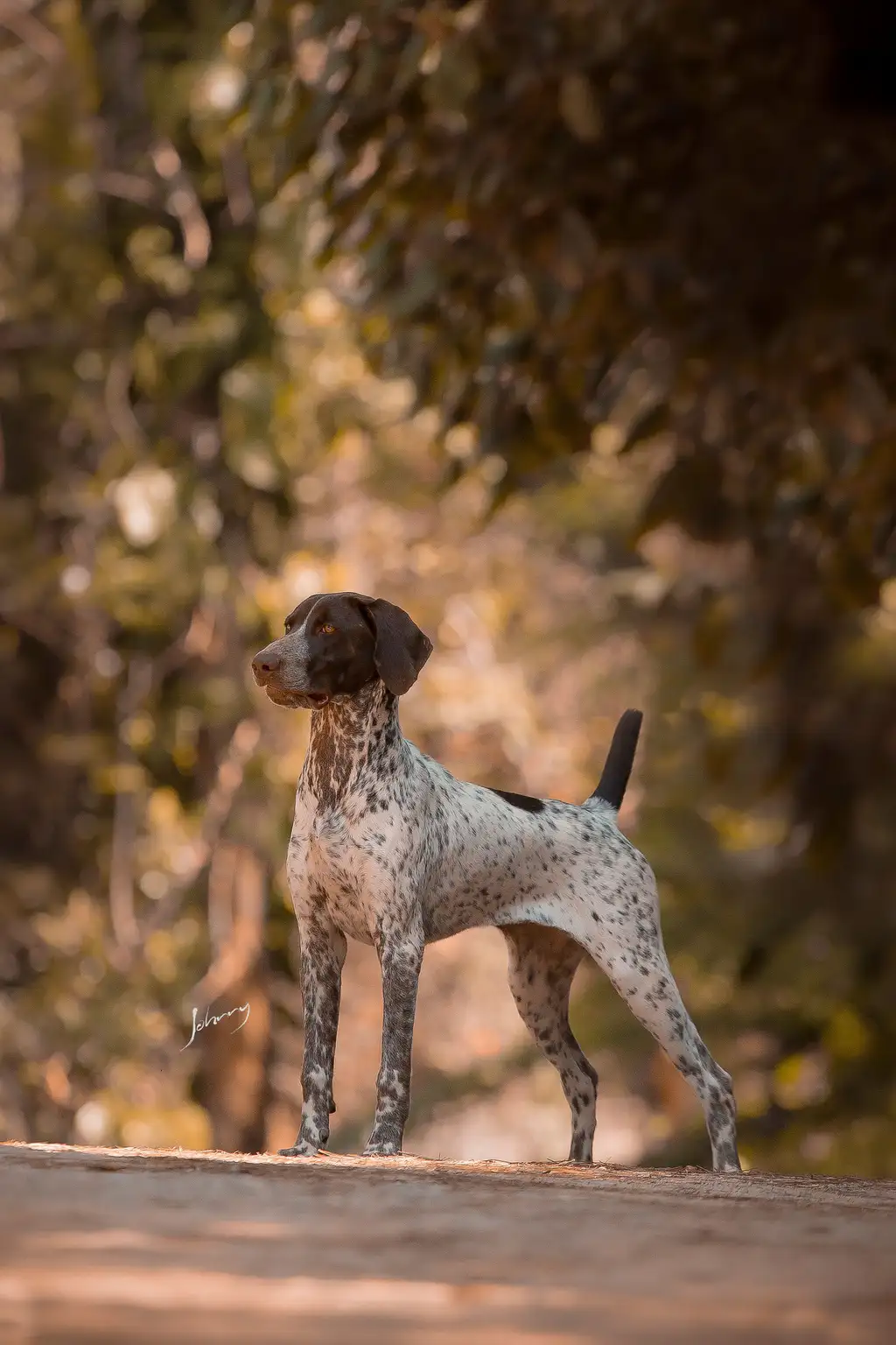 Pointer Anglais debout en extérieur, robe blanche tachetée et tête marron