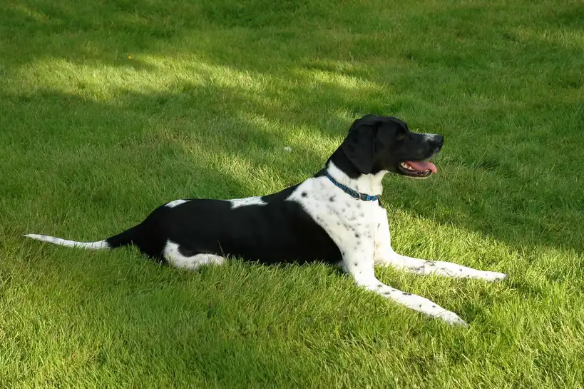 Pointer Anglais allongé dans l'herbe, robe blanche et noire tachetée