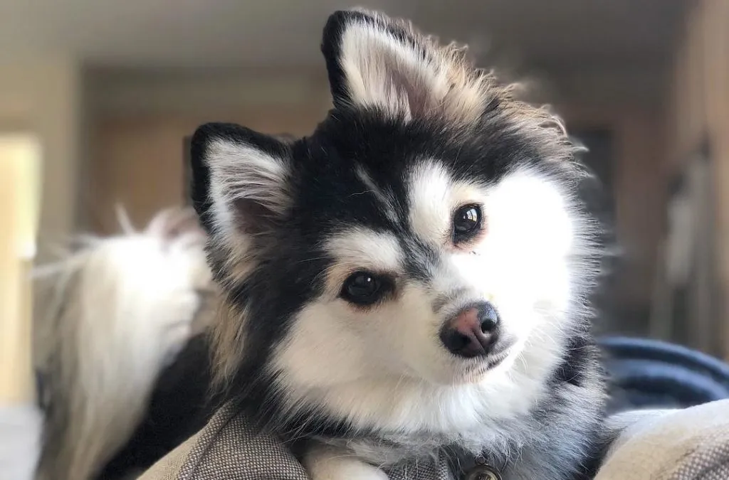 Pomsky couché, tête inclinée et regard vers l'objectif