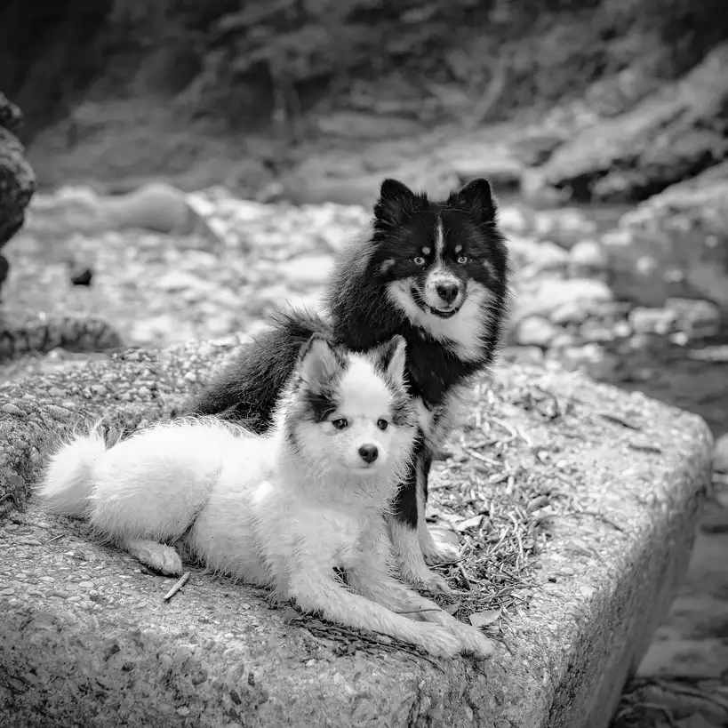 Pomsky assis et allongé sur un rocher au bord d'une rivière