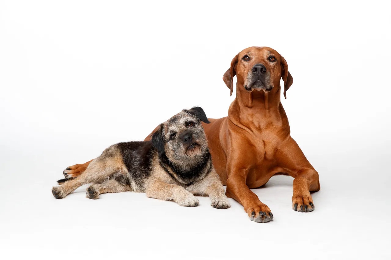 Rhodesian Ridgeback allongé à côté d'un autre chien