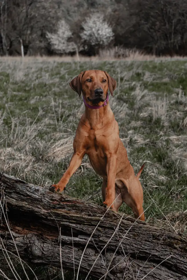 Rhodesian Ridgeback debout sur un tronc dans un champ