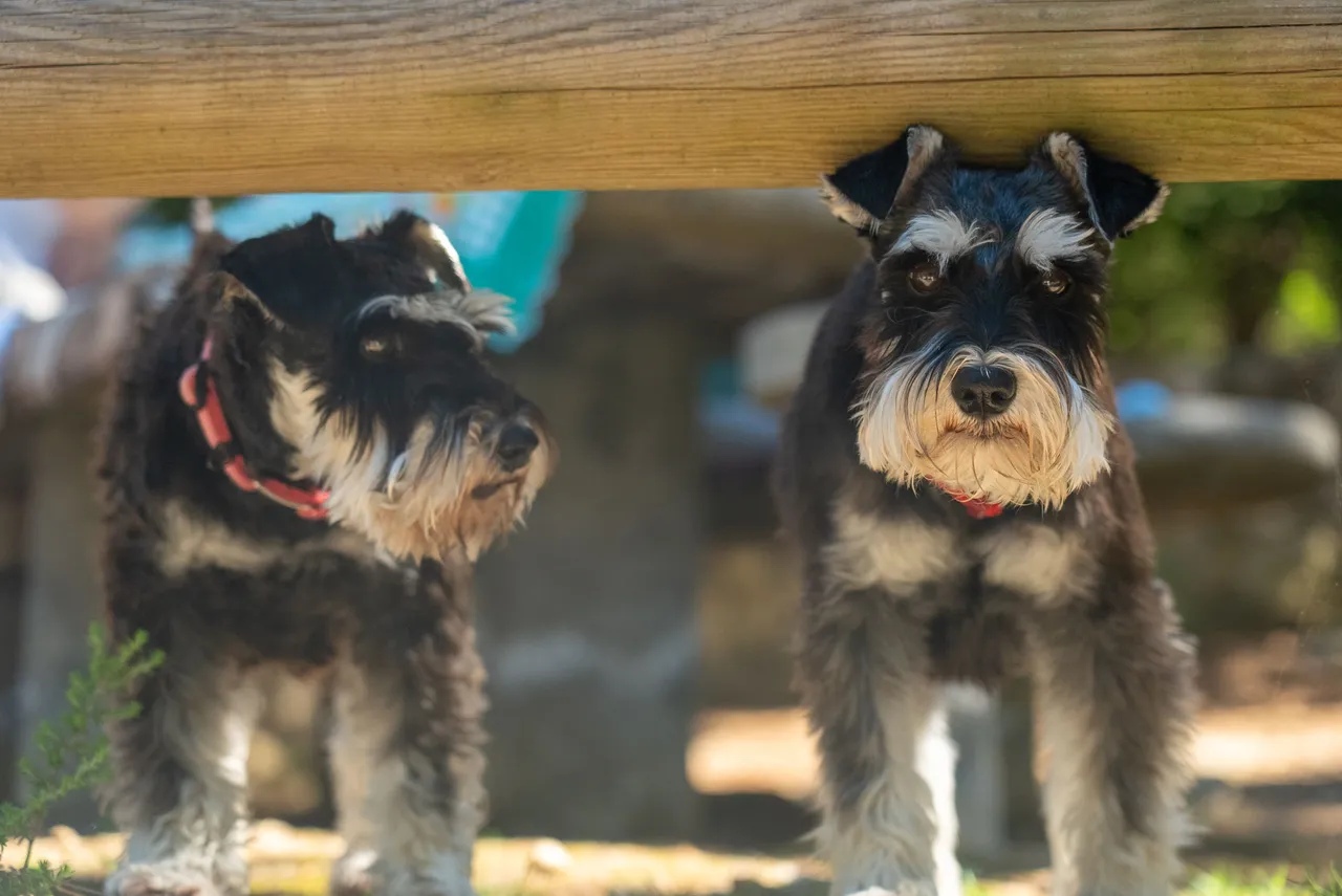 Schnauzer debout sous une planche en bois à côté d'un autre Schnauzer
