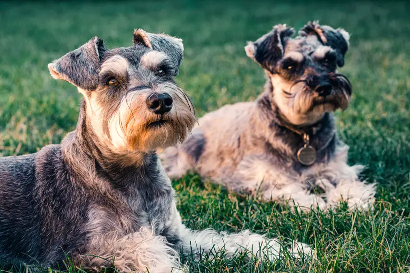 Schnauzer allongés dans l'herbe