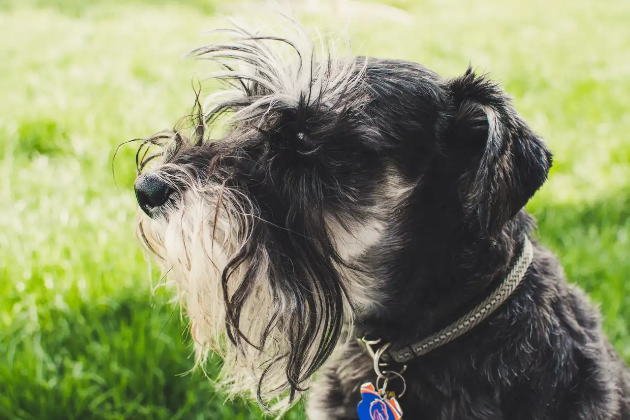 Schnauzer de profil assis dans l'herbe