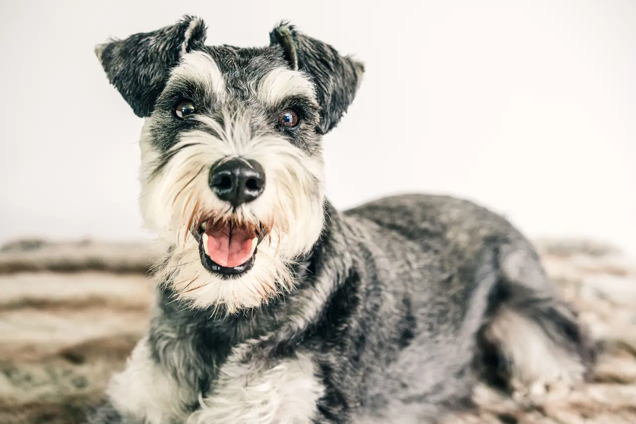 Schnauzer couché regardant l'appareil, pelage sel et poivre et barbe caractéristique