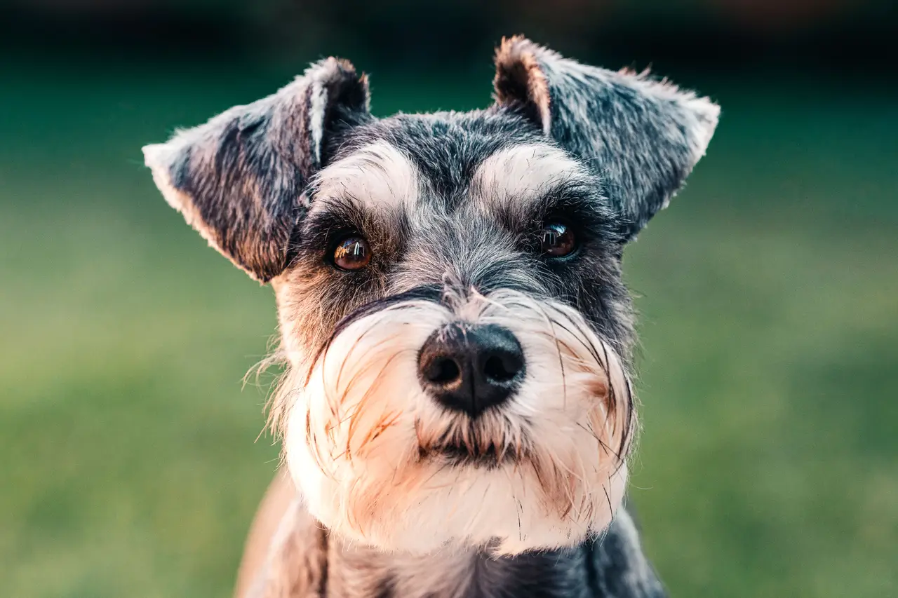 Schnauzer portrait en extérieur regardant la caméra