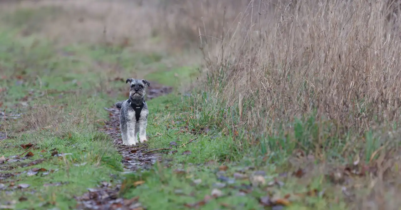 Schnauzer debout sur un sentier herbeux