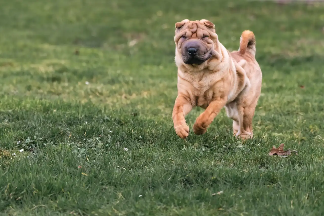 Shar Pei courant dans l'herbe