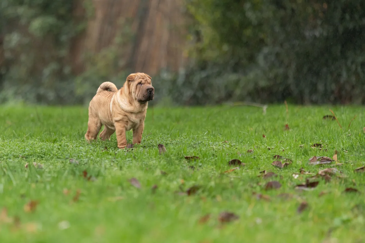 Shar Pei debout dans l'herbe