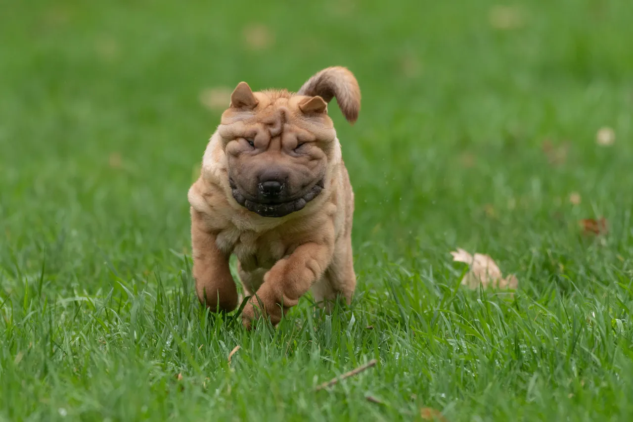 Shar Pei courant dans l'herbe