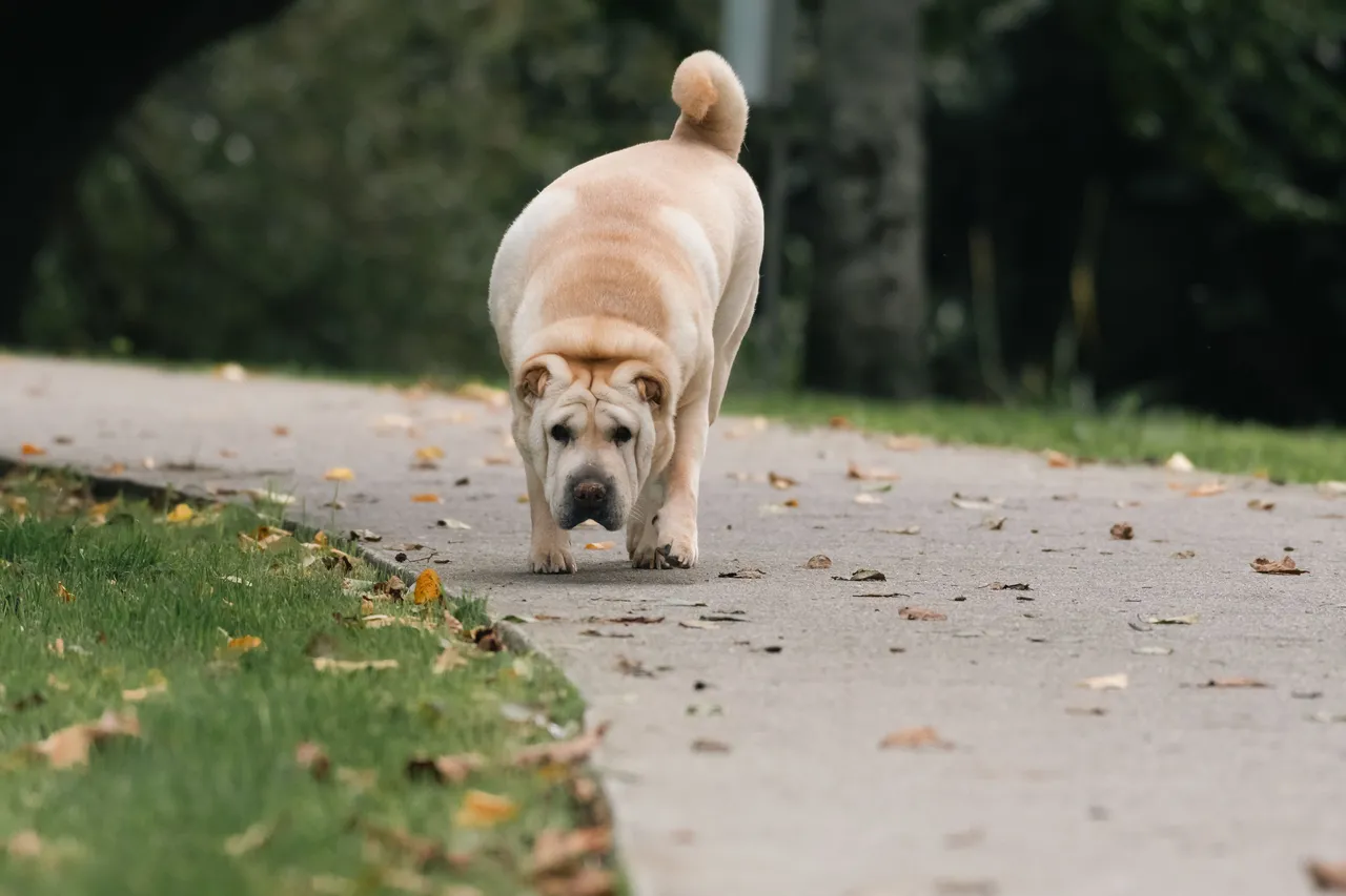 Shar Pei marchant sur un chemin extérieur