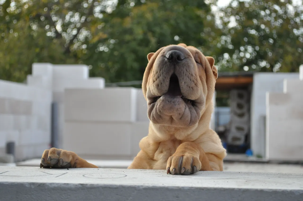 Shar Pei appuyé sur un muret, vue de face avec plis caractéristiques