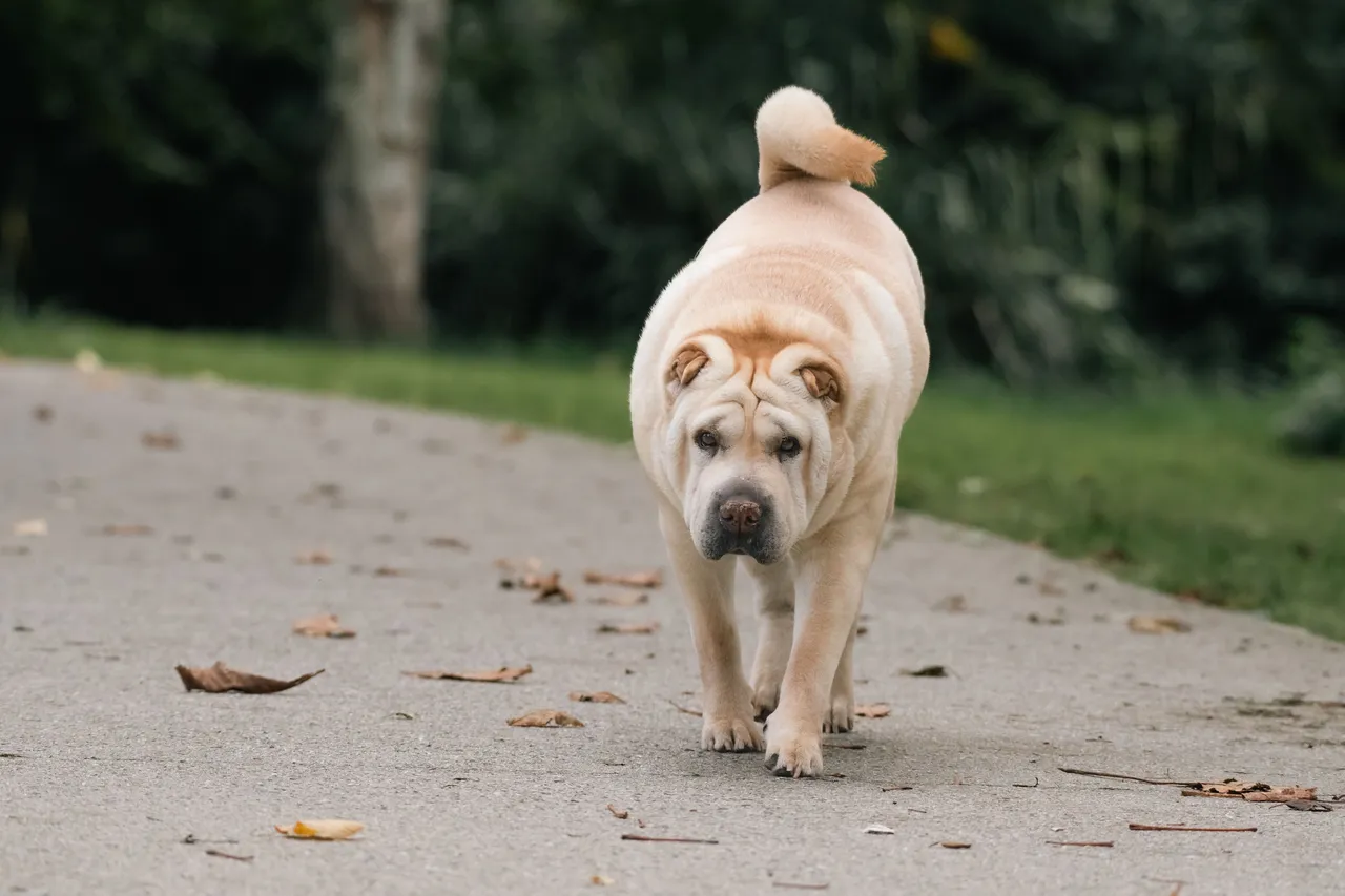 Shar Pei marchant sur un chemin, peau plissée et queue enroulée