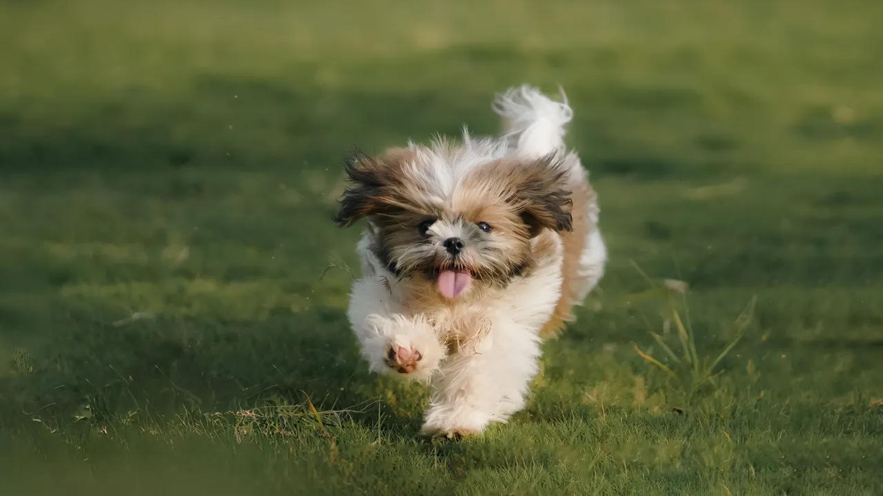 Shih Tzu courant sur l'herbe, langue sortie