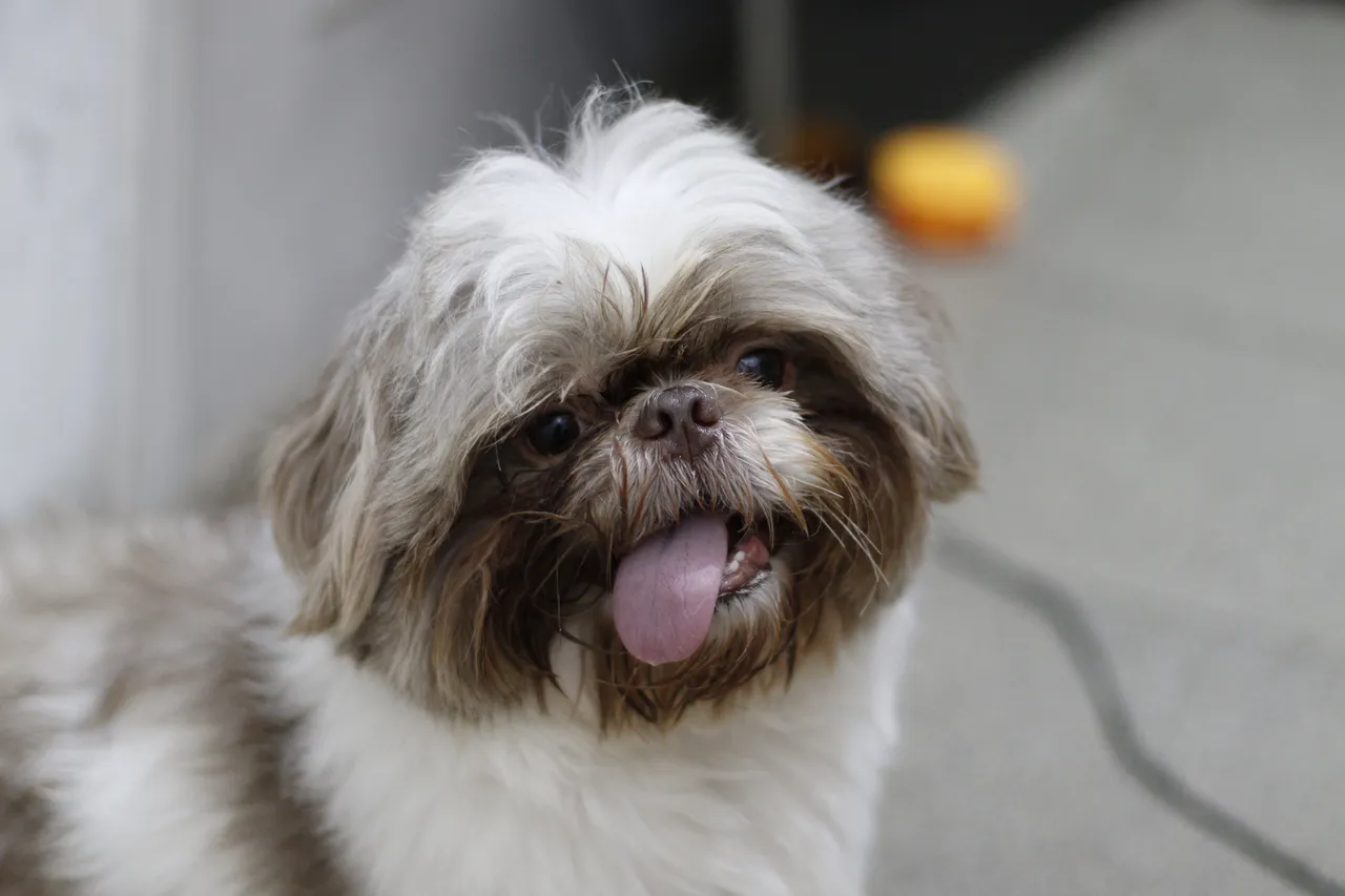 Shih Tzu assis, la langue sortie, poil long et visage plat