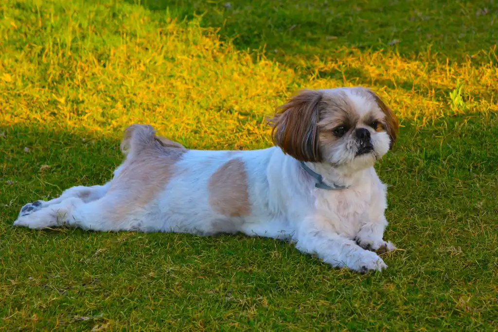 Shih Tzu allongé sur l'herbe