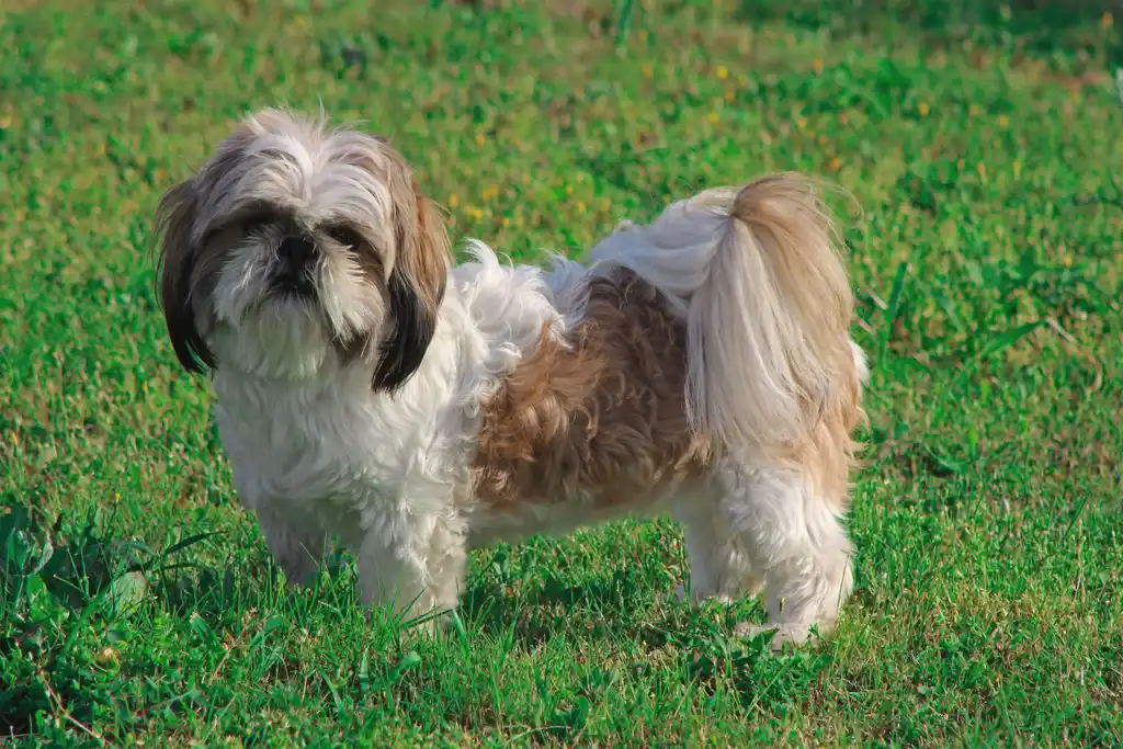 Shih Tzu debout dans l'herbe