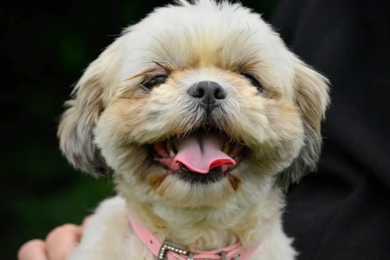 Shih Tzu assis, visage rasé et langue sortie